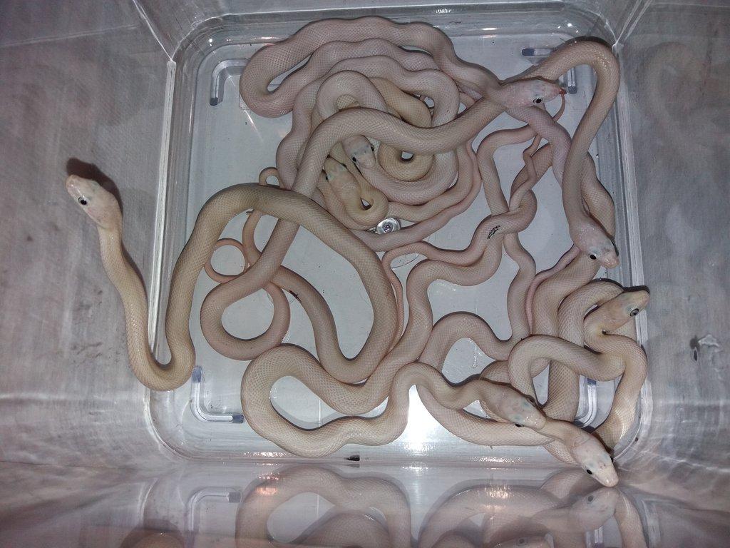 Pantherophis obsoletus lindheimeri leucistic