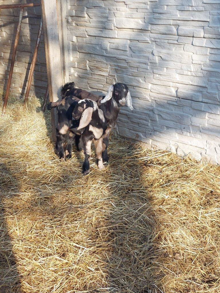 100% AN atraktivní kozlík