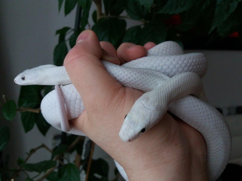 Pantherophis obsoletus lindheimeri leucistic