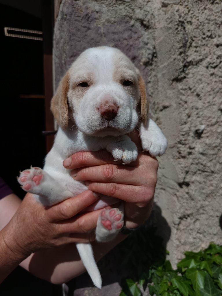 Beagle