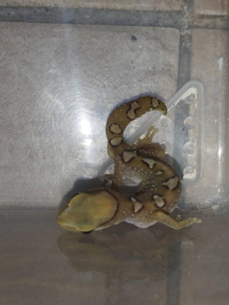 Diplodactylus galeatus samec