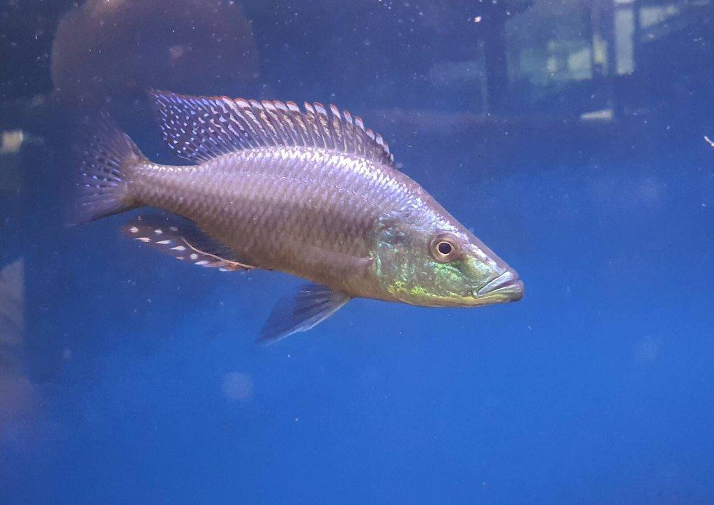 Malawi, Tanganika- odchovy