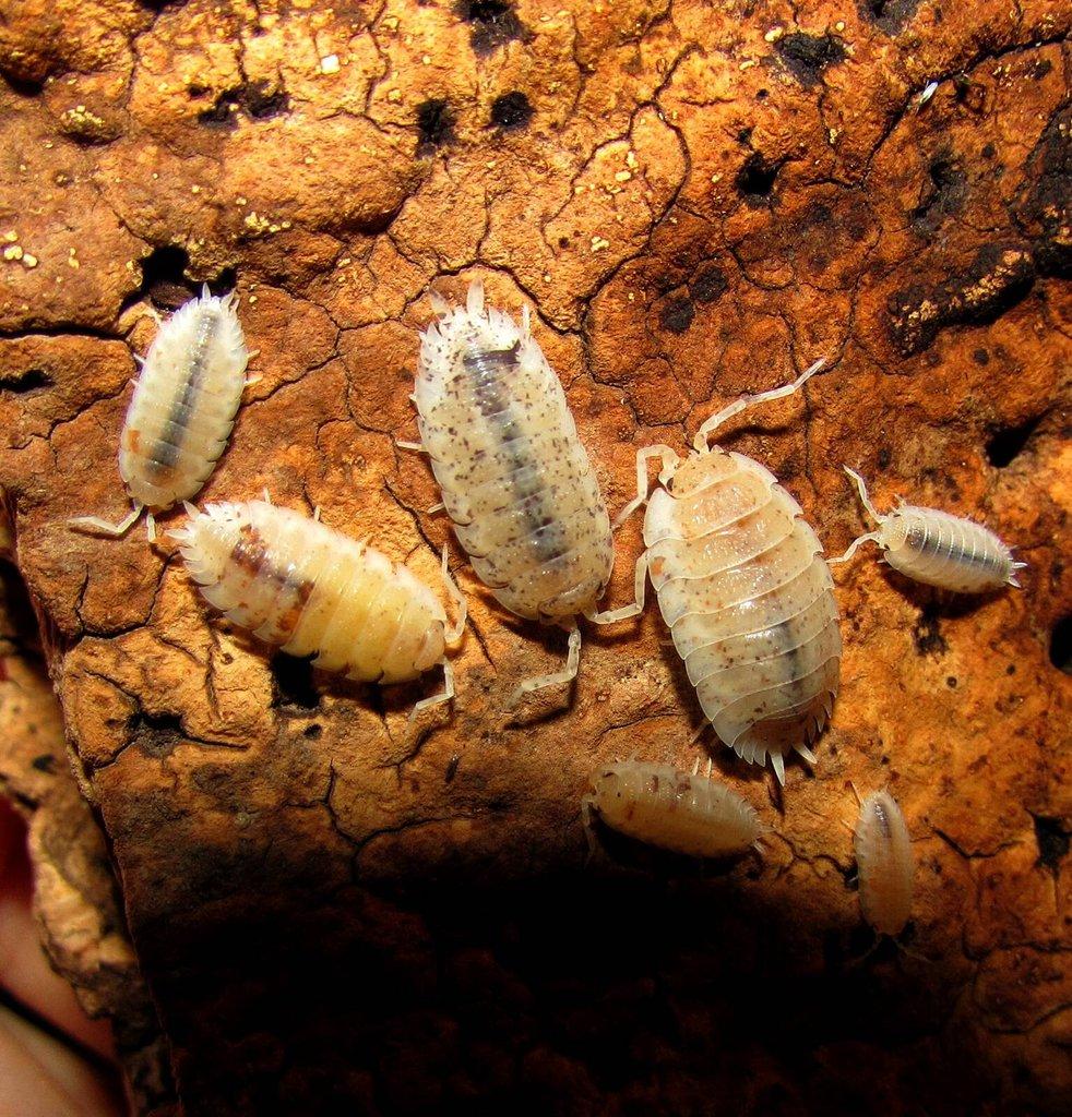 Isopody do terárií i hobby,chvostoskoci bílí i barevní - Živá exotika 7.3.,stůl J05