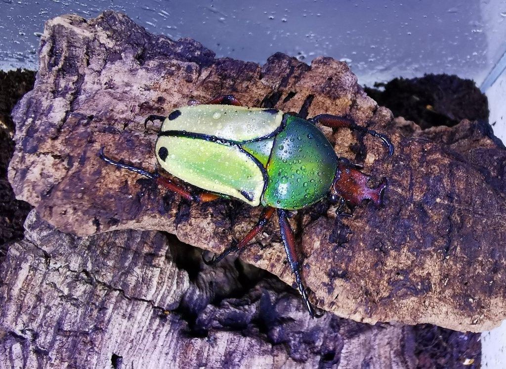 Eudicella loricata - Larvy