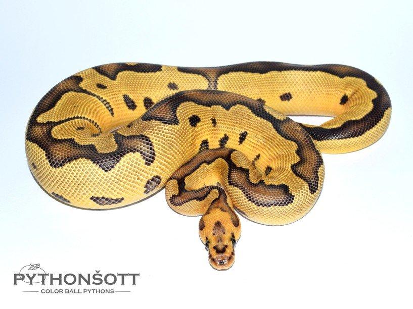 POSLEDNÍ LOŇSKÁ MLÁĎATA KRAJTY KRÁLOVSKÉ ( Python regius)
