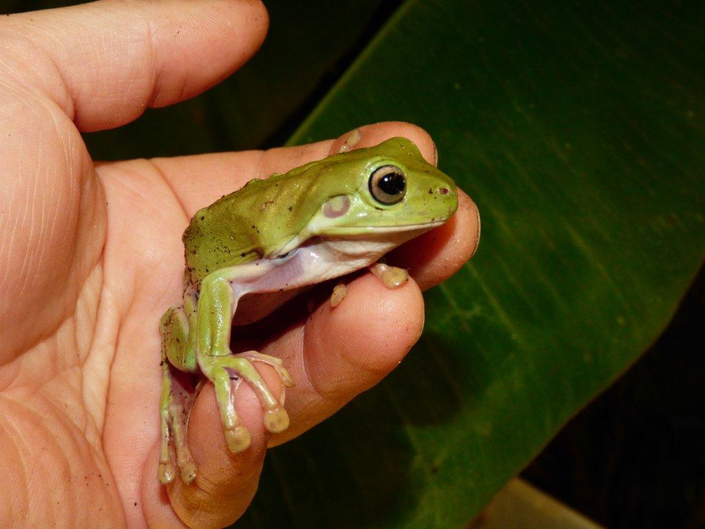 Rosnice siná (Litoria caerulea)