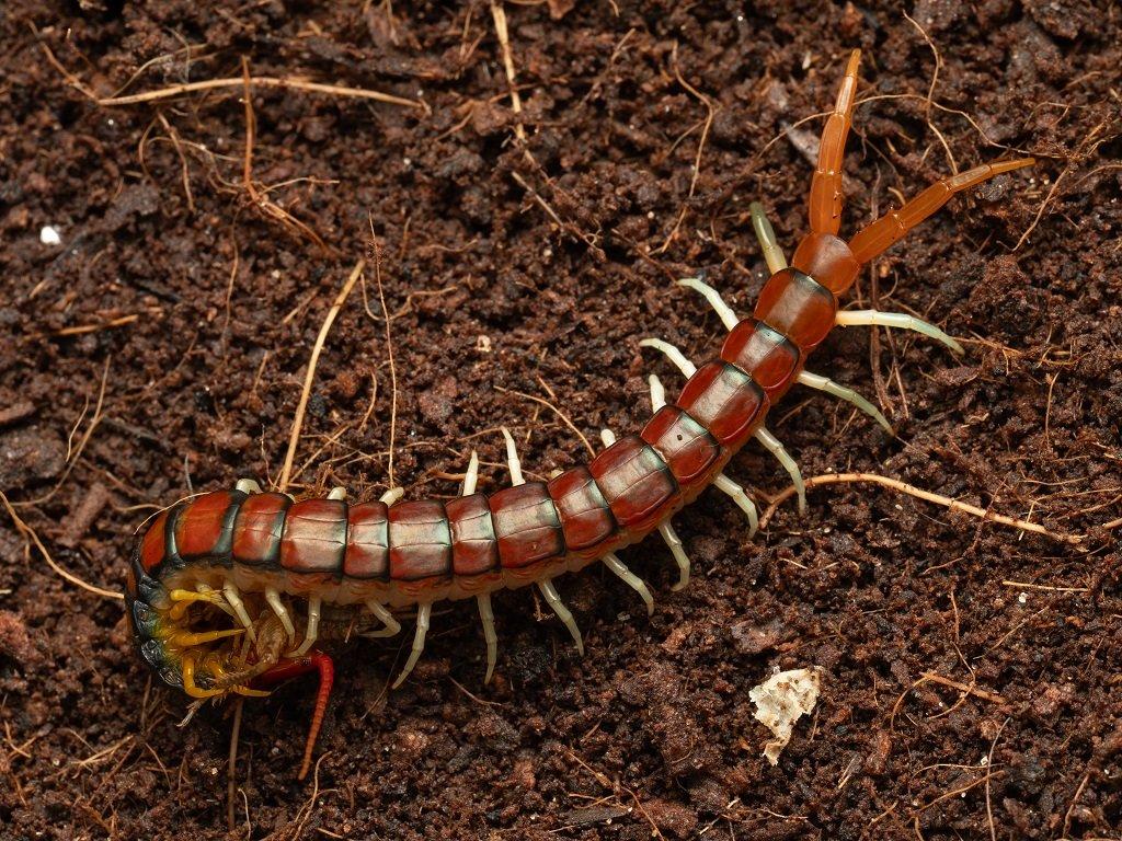 4 druhy Scolopender