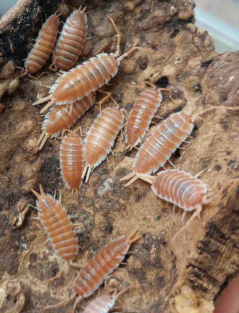 ISOPODA - Hobby druhy - aktualizovaný seznam