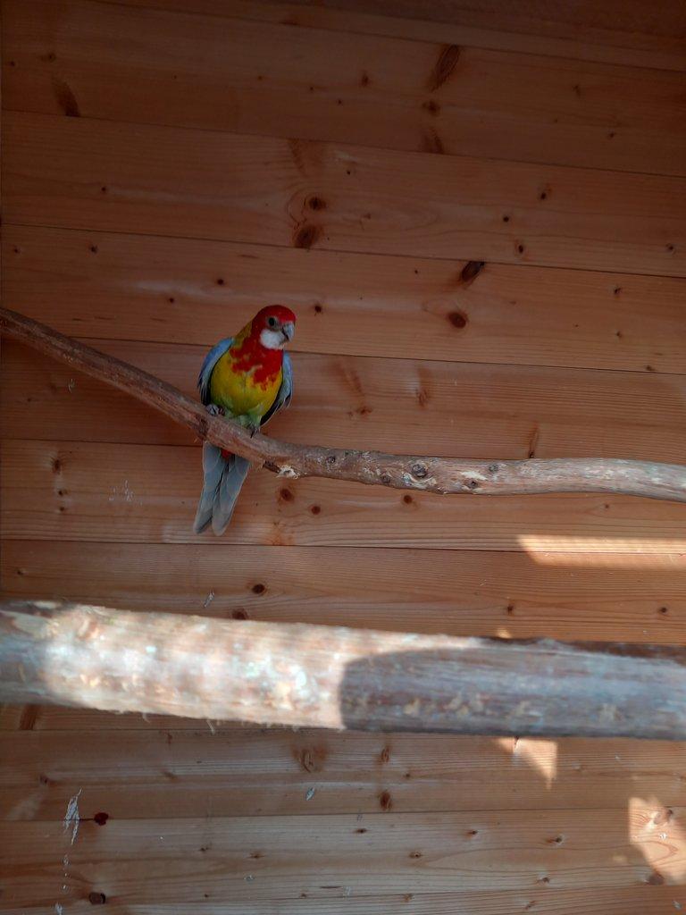 Rozela pestrá gold gold