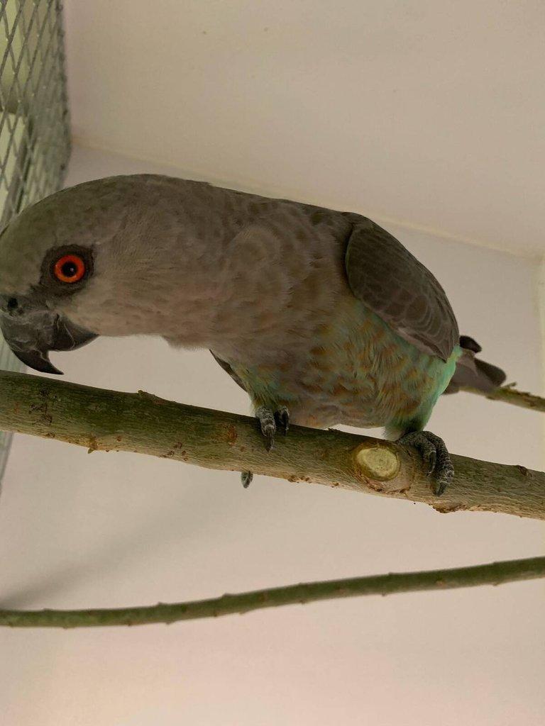 Papagáj červenobruchý Poicephalus rufiventris