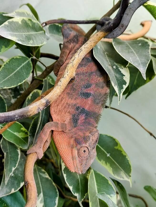 gen. F2 Furcifer Pardalis / Chameleon Pardálí - Nosy Be, již pouze samice