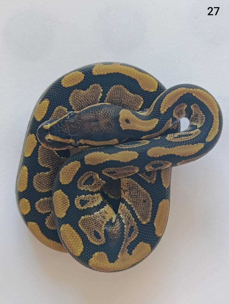 Krajta královská/ Python regius