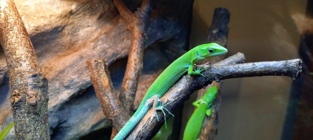 Gastropholis prasina