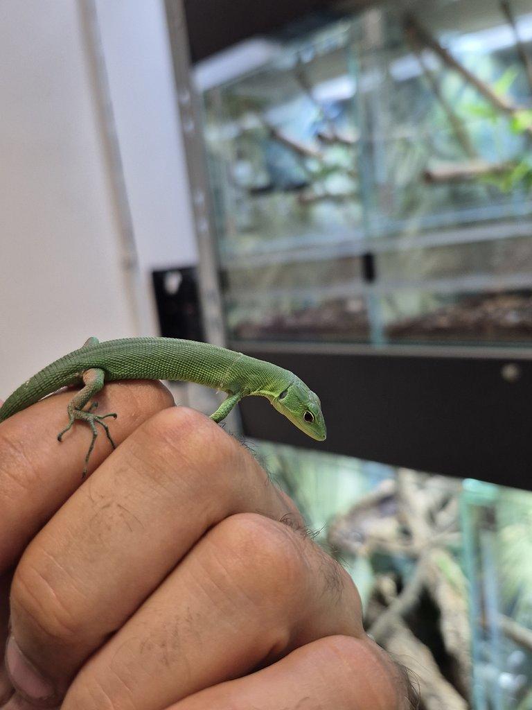 Tria : Gastropholis prasina a Anolis Barbatus
