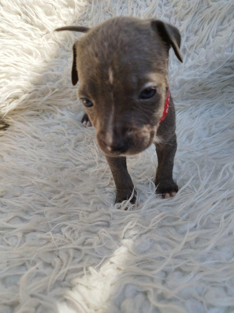 Amstaff