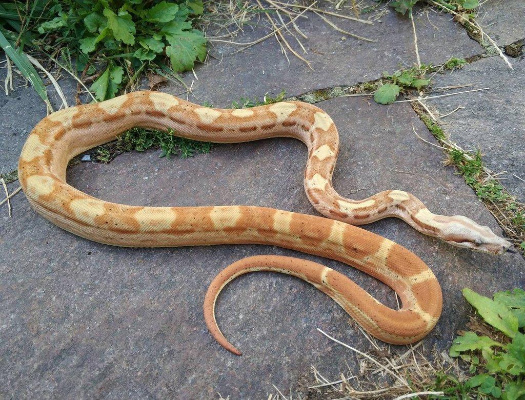 Boa imperator - Paraglow Motley Jungle, Sunglow Motley