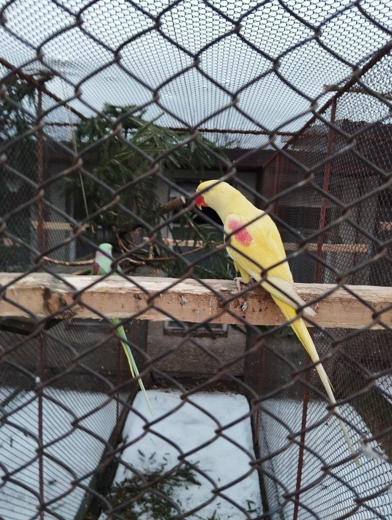 Alexandr velký lutino