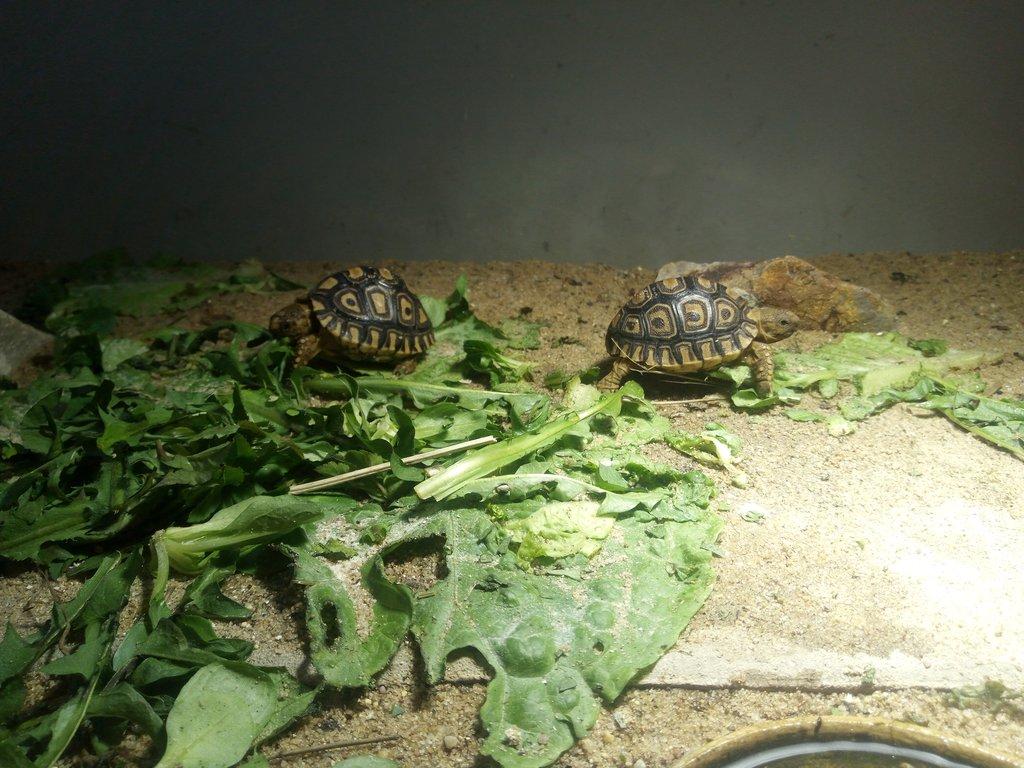 Želva pardálí ( stigmochelys pardalis babcocki )