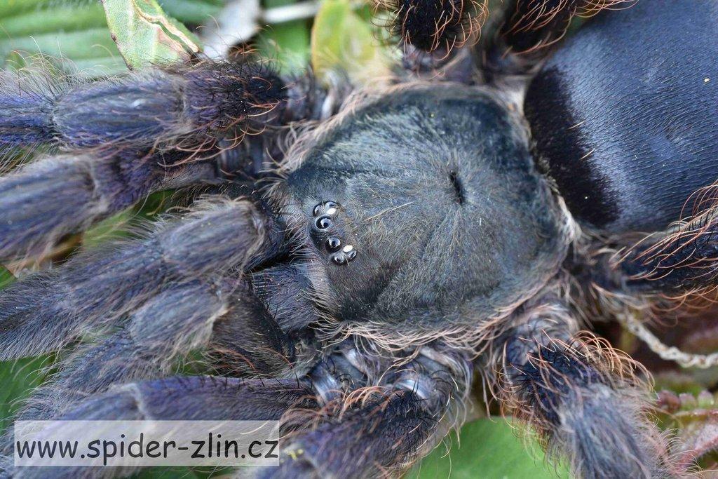 Samice P. victori, D.pentaloris, A. rufus, B. simoroxigorum a mnoho dalších zajimavých sklípkanů