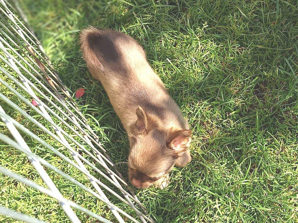 čivava dlouhosrstá s PP fenka ihned k odběru