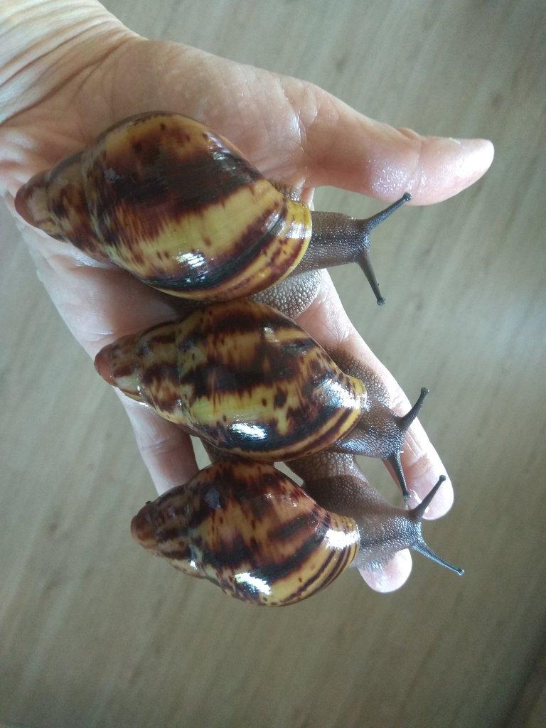 Africký šnek Archachatina Marginata Suturalis dark body