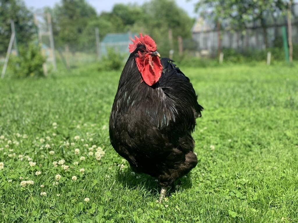 Žerzejský obr 🥚🐣 (násadová vejce i kuřátka)