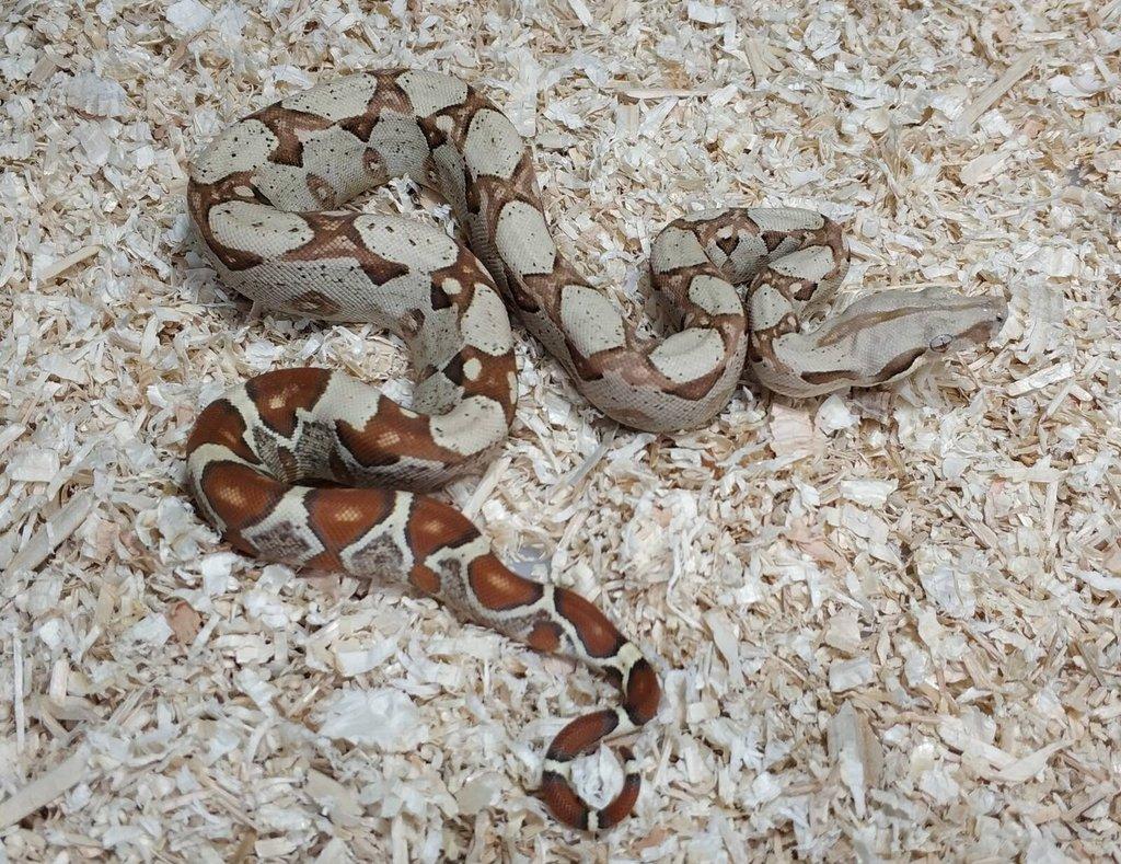 Boa imperator - Scoria Paradigm, IMG Arctic, IMG Paradigm