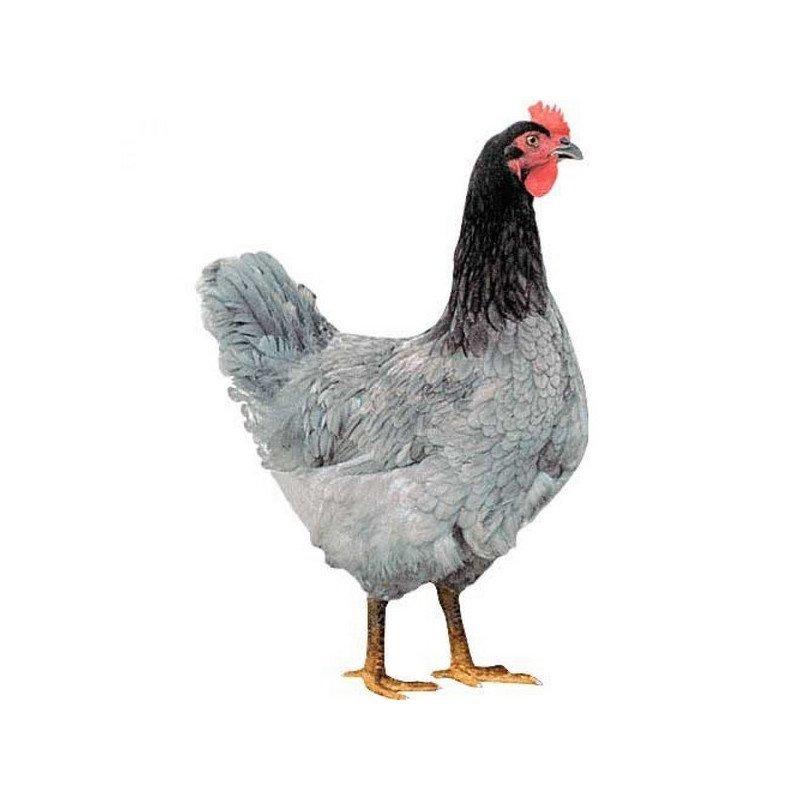 Kuřata , kuřátka nosnic Dominant