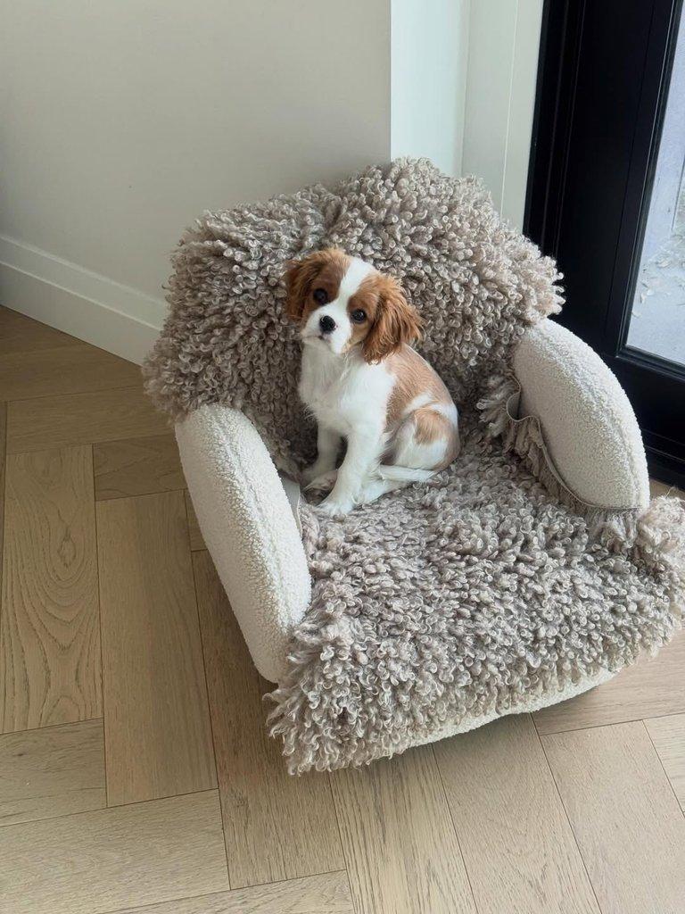 Kavalír King Charles španěl fenka