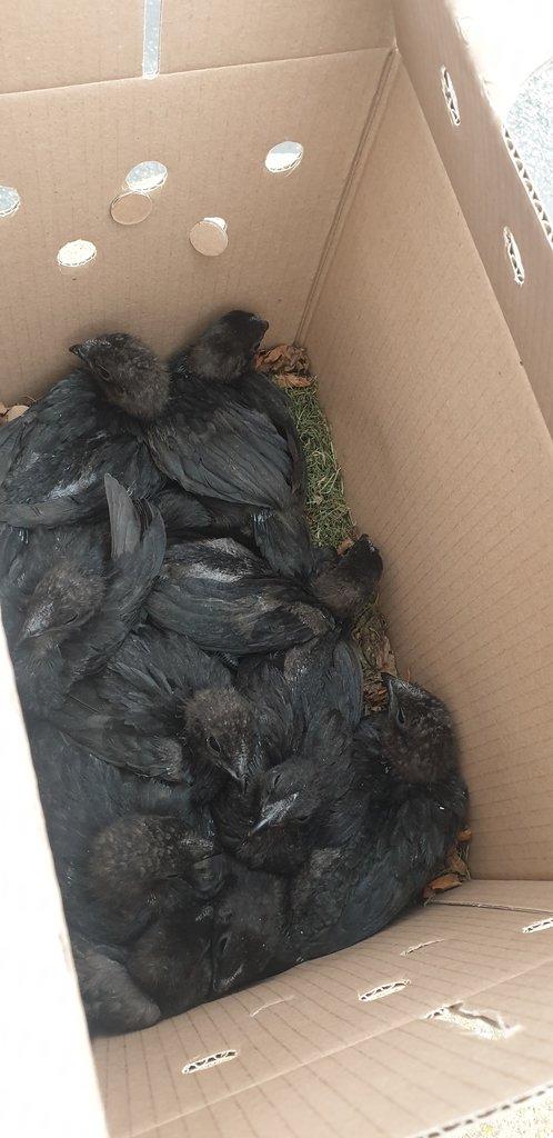 Kuřata Ayam Cemani
