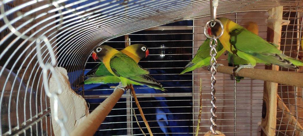 Agapornis škraboškový