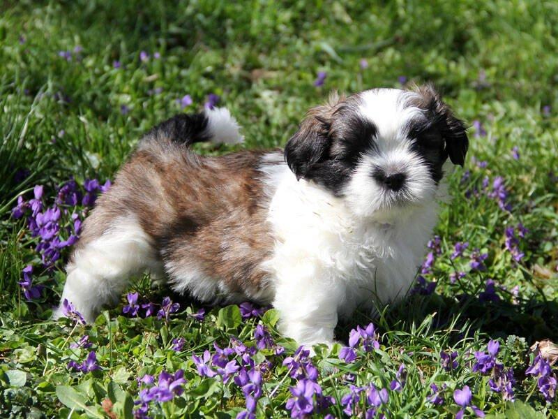 Shih-tzu, ši-tzu, ši-cu - štěňátka s  PP FCI