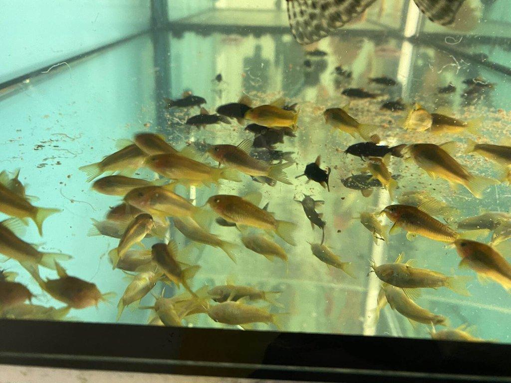 Corydoras gold laser sp. CW010