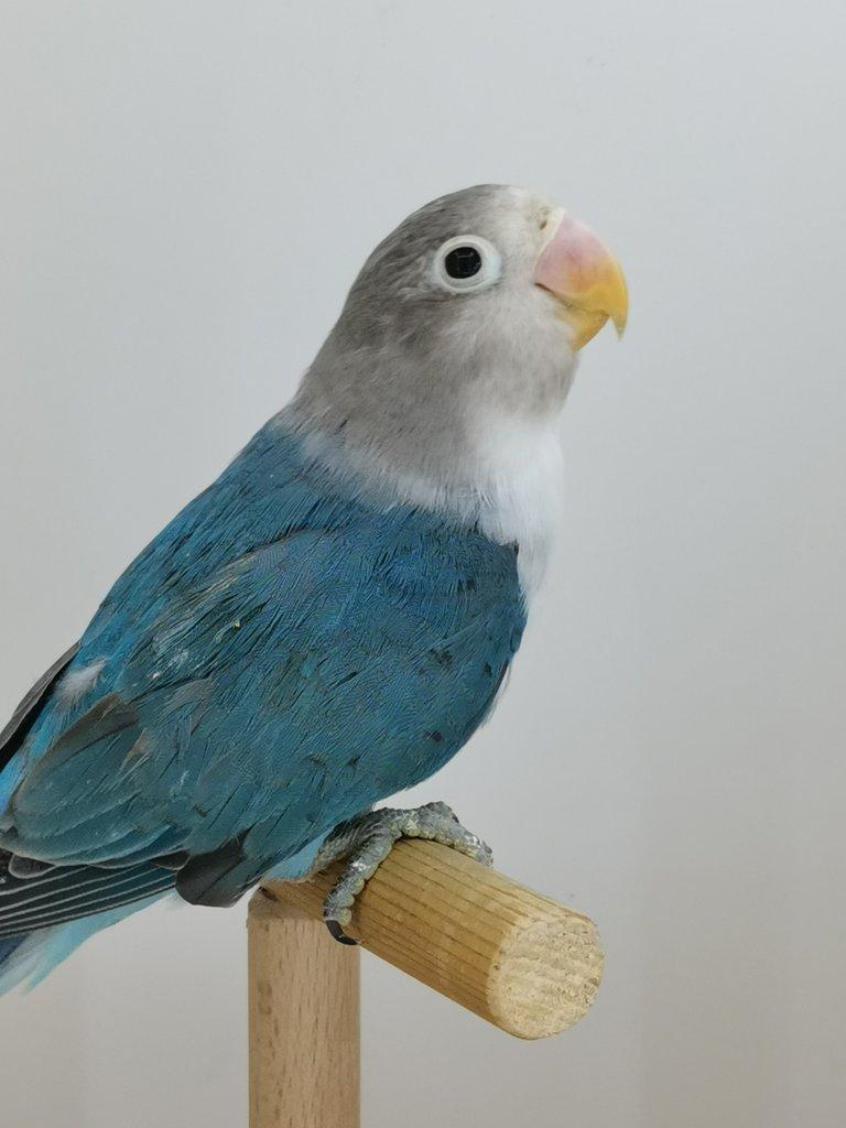 Agapornis