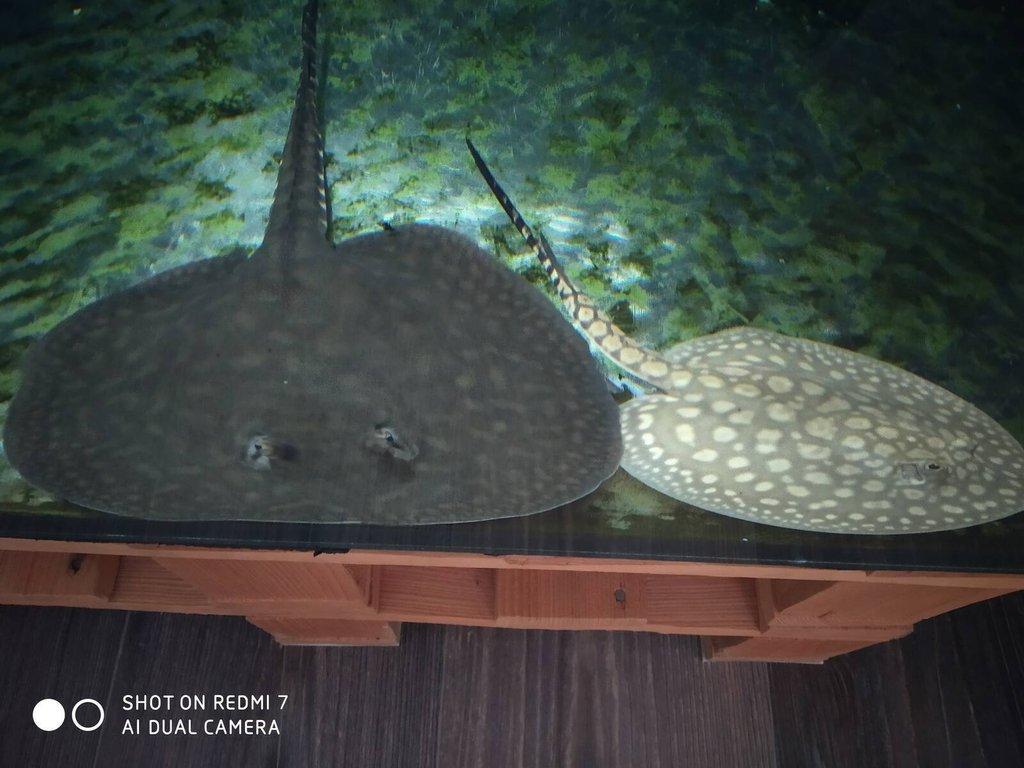 REJNOK -potamotrygon scobina