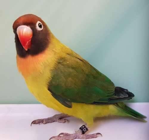 Agapornis hnědohlavý - různé mutace