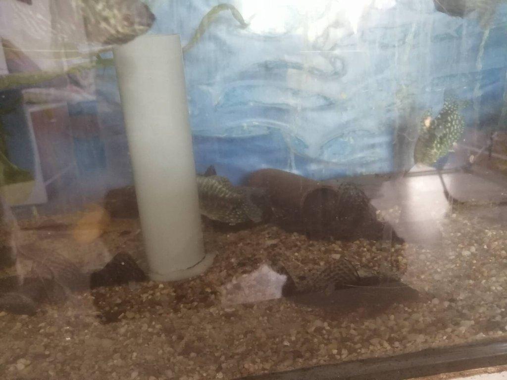 ancistrus xl