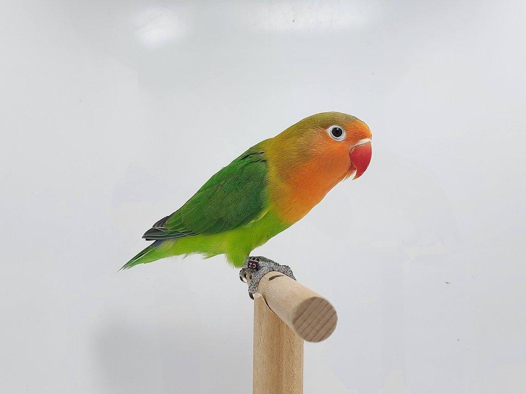 Agapornis fischeri