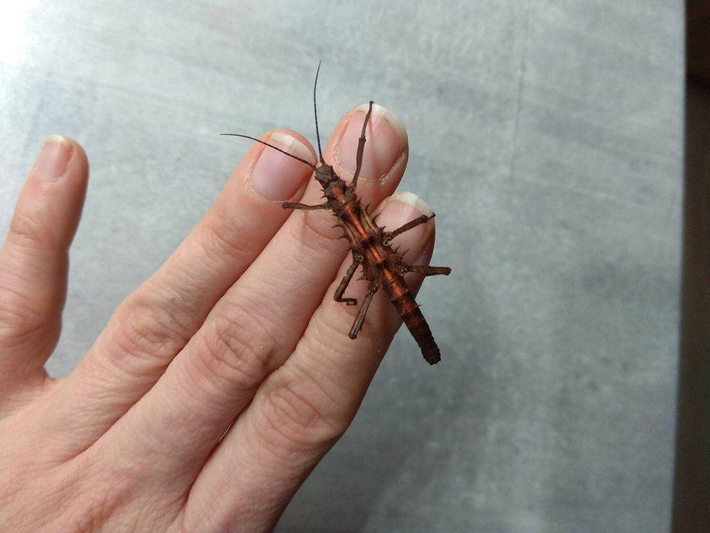 Strašilky a Pakobylky