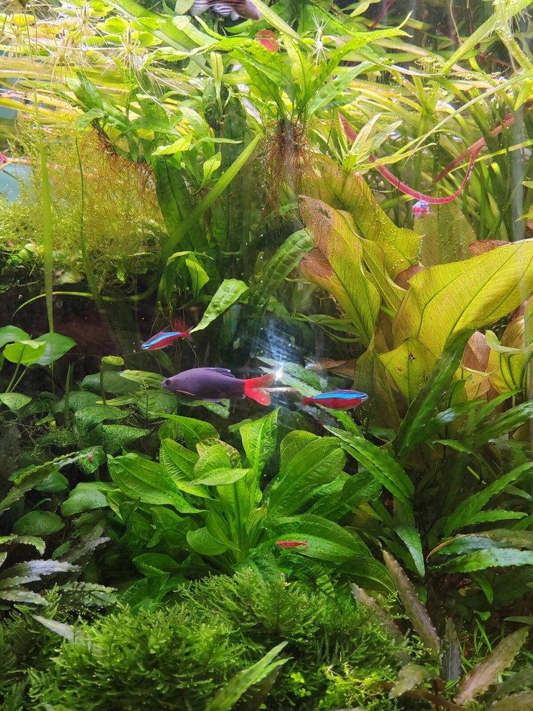 Prodám  Microsorium