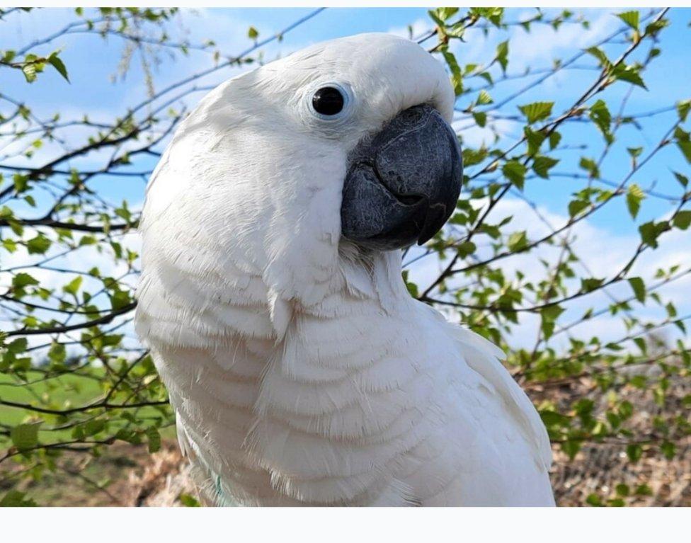 Koupím Kakadu bílý