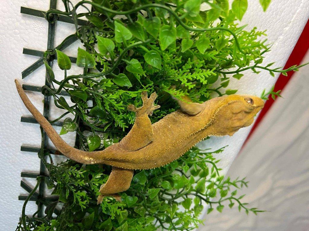 Pagekon řasnatý- Correlophus ciliatus