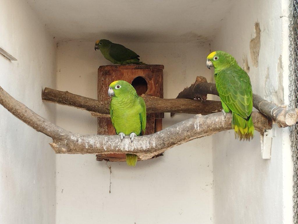 Amazoňan surinamský