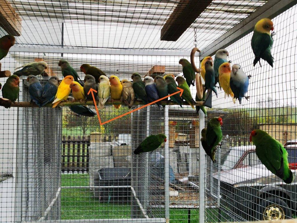 Agapornis růžohrdlý 2025