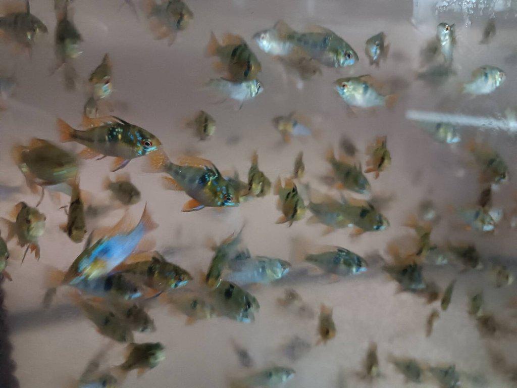 Akvarijní ryby