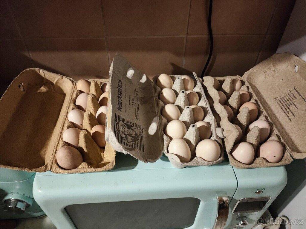 Nabízíme násadová vejce Ayam Cemani