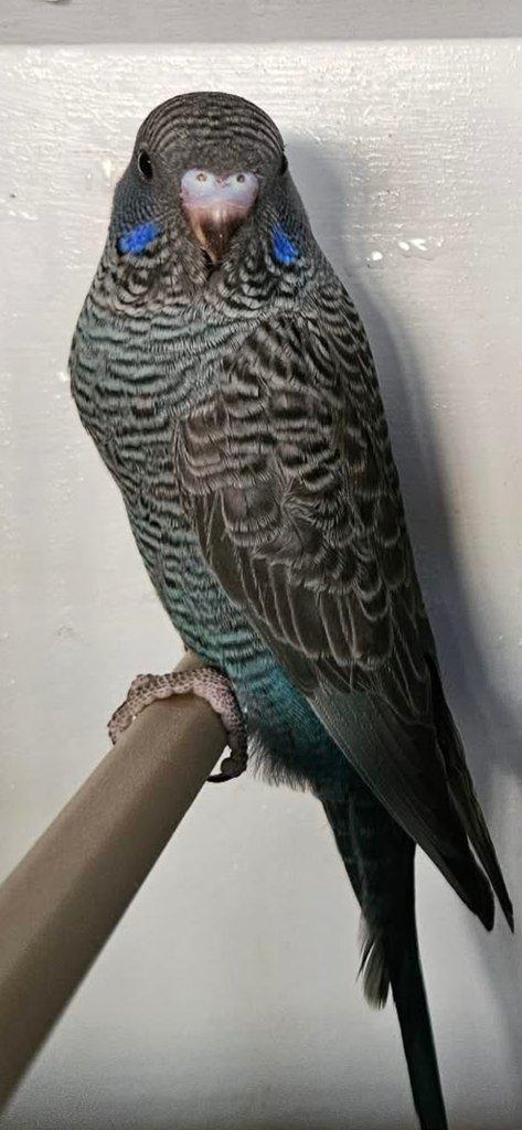 Blackface andulky BF  bf melanistic spangle  Blackwing