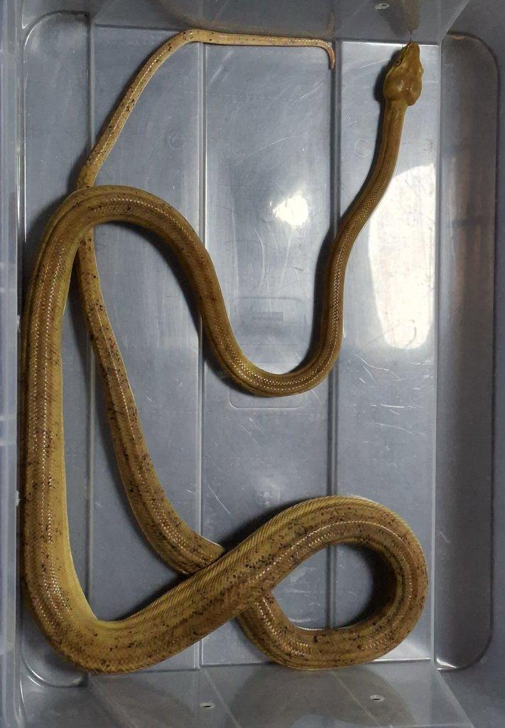 Ponúkam nasledovne druhy: