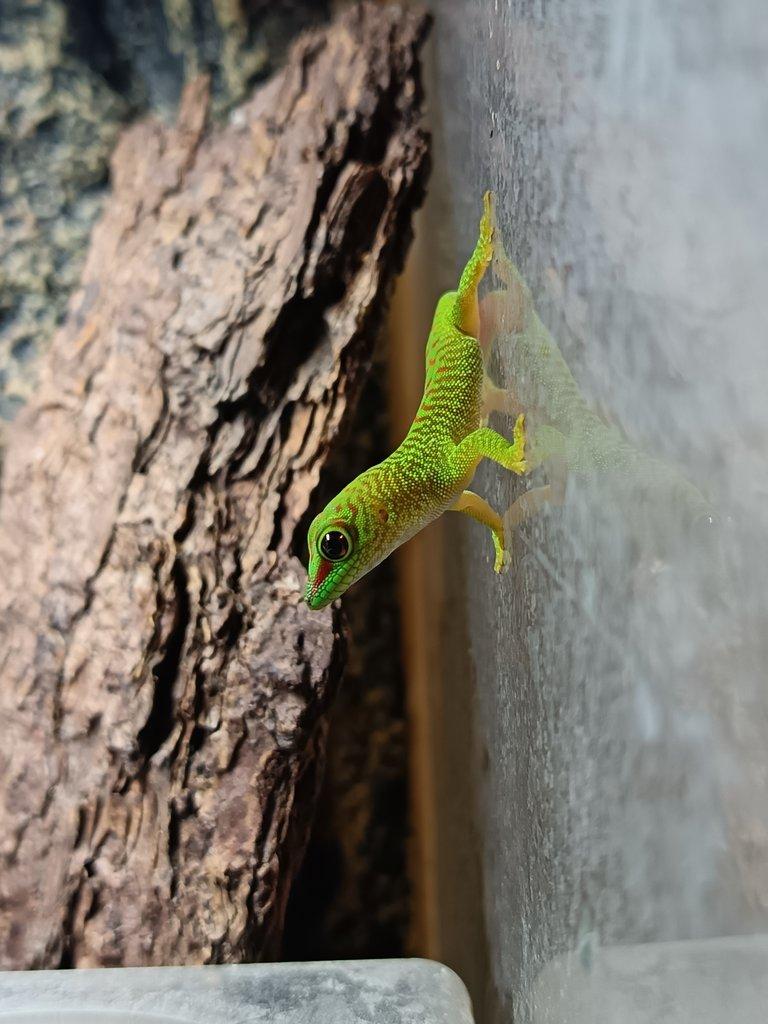 Felsuma madagaskarská (Phelsuma grandis)