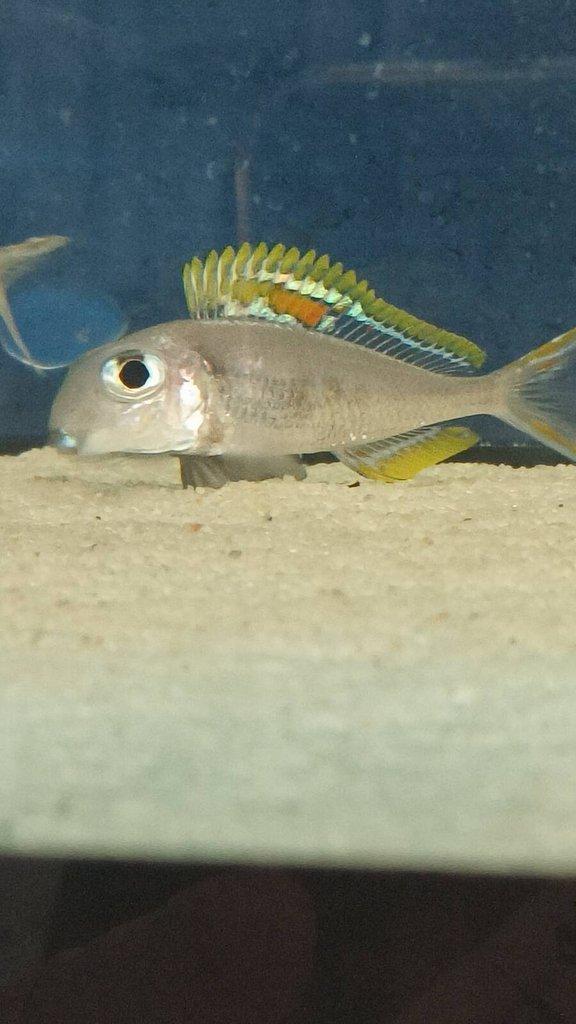 Xenotilapia nigrolabiata red princess